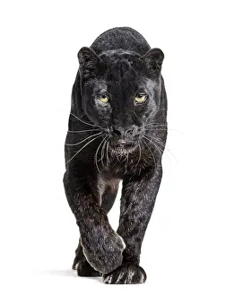 Black Leopard Drucke: Black leopard, panthera pardus