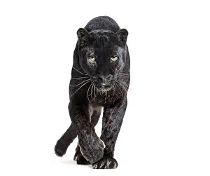 Black Leopard Drucke: Black leopard, panthera pardus