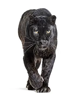 Black Leopard Drucke: Black leopard, panthera pardus