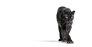 Black Leopard Drucke: Black leopard, panthera pardus