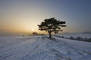 Lower Austria Winter Landscape Drucke: Black pine at sunset, St. Veit