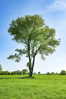 Poplar Tree Germany Drucke: Black poplar (Populus), spring, Thuringia, Germany