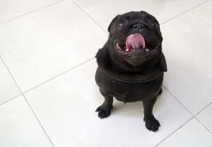 Black Pug Drucke: Black pug