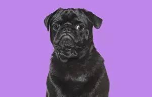 Close Up Dog Photo Drucke: Black pug posing on purple background