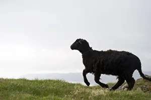 Norwegian Nature Photography Drucke: Black Sheep On Top Of Mountain