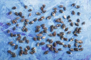Blue Concrete Background Drucke: Black small seashells pattern on a blue concrete background