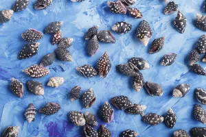 Blue Concrete Background Drucke: Black small seashells pattern on a blue concrete background