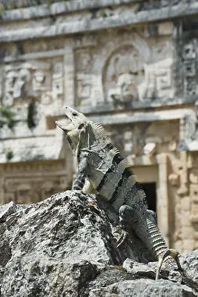 Drucke von Schwarzer Stachel Schweif Iguana (Ctenosaura similis), Chichen Itza, Yucatan, Mexiko Similis Drucke: Schwarzer spiny-tailed-Iguana (Ctenosaura similis)