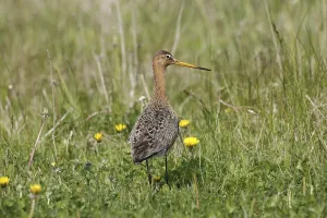 Drucke von Ein Schlagschwirl im Gras Uferschnepfe Drucke: Ein Schilfrohrschnäpper im Gras.