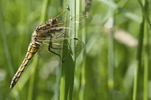 Drucke von Schwarzhals-Schwebfliege Schwarzer Scherenschnabel Drucke: Schwarztail-Schwebfliege