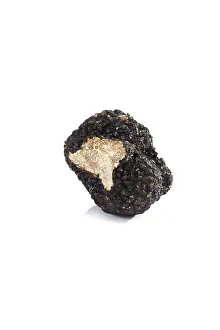 Still Life Images Drucke: Black truffle