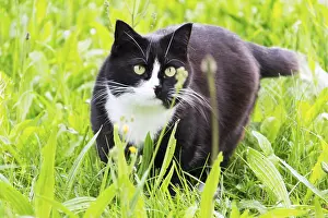 Faithful Pet Drucke: Black and white cat