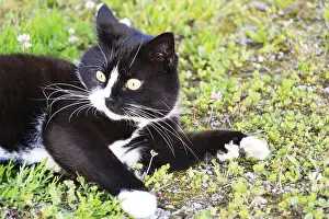 Mammalian Domestic Animals Drucke: Black and white cat