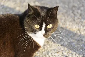 Domestic Animal Husbandry Practices Drucke: Black and white cat