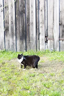 Mammalian Animals Drucke: Black and white cat