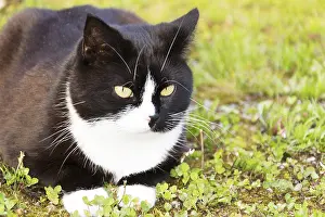 Domestic Animal Drucke: Black and white cat