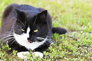 Black And White Cat Drucke: Black white cat