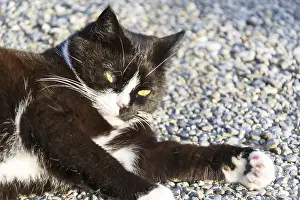 Black And White Cat Drucke: Black and white cat