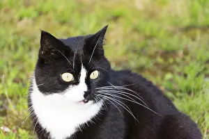Black And White Cat Drucke: Black and white cat
