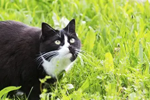 Domestic Pet Animals Drucke: Black white cat