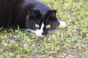 Black And White Cat Drucke: Black and white cat