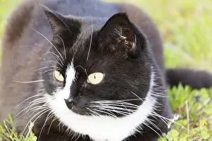 Mammalian Pet Drucke: Black white cat