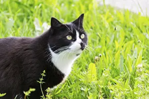Domestic Pet Animals Drucke: Black white cat