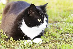 Black And White Cat Drucke: Black and white cat