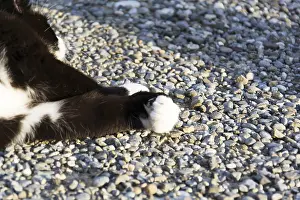Black And White Cat Drucke: Black and white cat