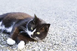 Black And White Cat Drucke: Black and white cat