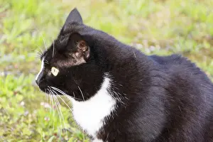 Black And White Cat Drucke: Black and white cat