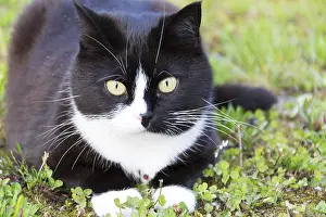 Black And White Cat Drucke: Black and white cat