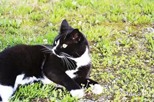 Mammalian Pet Drucke: Black and white cat