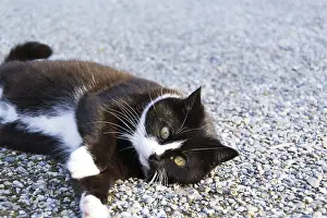 Black And White Cat Drucke: Black and white cat