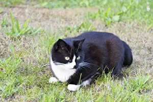 Black And White Cat Drucke: Black and white cat