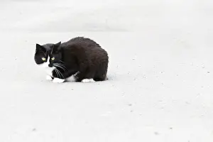 Black And White Cat Drucke: Black and white cat