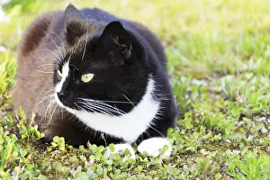 Mammalian Pet Drucke: Black and white cat