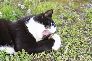 Black And White Cat Drucke: Black and white cat