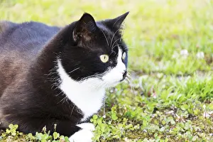 Mammalian Pet Drucke: Black and white cat