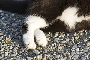 Black And White Cat Drucke: Black and white cat