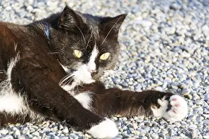 Mammalian Pet Drucke: Black and white cat