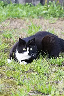 Black And White Cat Drucke: Black and white cat