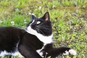 Black And White Cat Drucke: Black and white cat