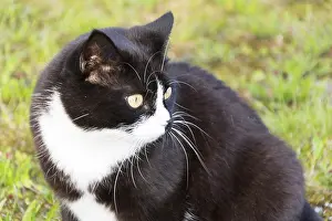 Black And White Cat Drucke: Black and white cat