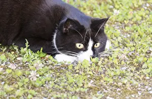Black And White Cat Drucke: Black and white cat
