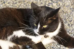 Domestic Animal Drucke: Black and white cat