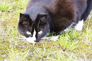 Black And White Cat Drucke: Black and white cat