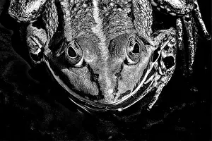 Echte Frösche In Nordamerika Drucke: Schwarze und weiße Nahansicht eines Frosches mit betonter Textur.