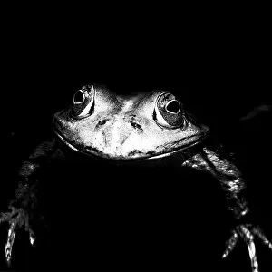 Pelophylax Esculentus Germany Drucke: Black and white image of a frog from the front view