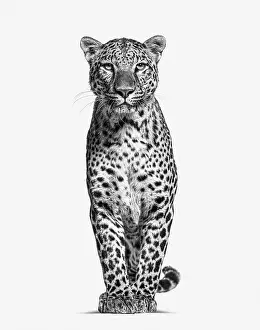 Feliformia Animal Pictures Drucke: Black and white image of a Spotted leopard standing in front and facing at the camera